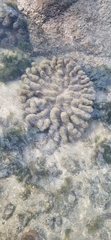 Cnidaria