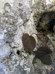 Viola alba dehnhardtii