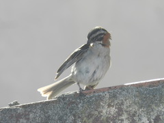 Zonotrichia capensis