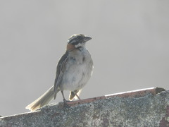 Zonotrichia capensis