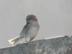 Zonotrichia capensis