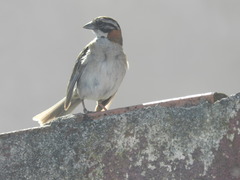 Zonotrichia capensis
