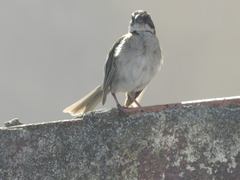Zonotrichia capensis