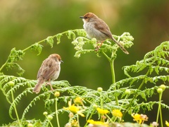Cisticola hunteri