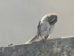 Zonotrichia capensis