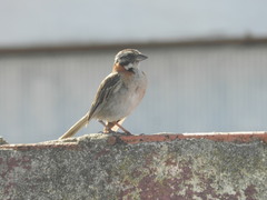 Zonotrichia capensis