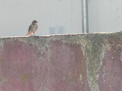 Zonotrichia capensis