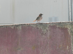 Zonotrichia capensis