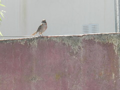 Zonotrichia capensis