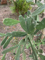Opuntia cochenillifera