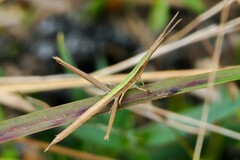 Achurum carinatum