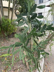 Opuntia cochenillifera