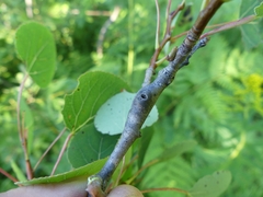 Euhexomyza schineri