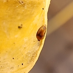 Sericoderus