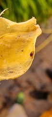Sericoderus