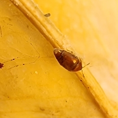 Sericoderus