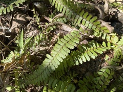 Adiantum caudatum