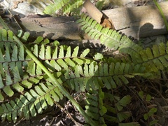 Adiantum caudatum