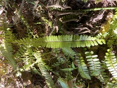 Adiantum caudatum