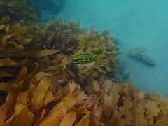 Heteroscarus acroptilus