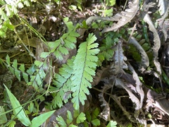 Adiantum caudatum
