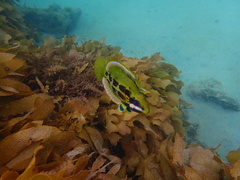 Heteroscarus acroptilus