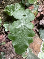 Tectaria zeilanica