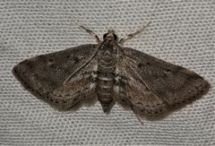 Parapoynx crisonalis