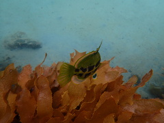 Heteroscarus acroptilus