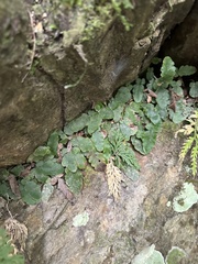 Tectaria zeilanica