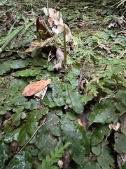 Tectaria zeilanica