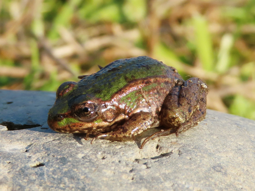 Skokan rapotavý (Pelophylax ridibundus)
