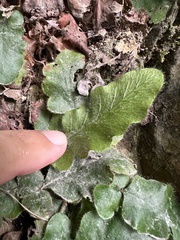 Tectaria zeilanica