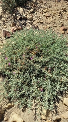 Drosanthemum ambiguum