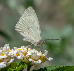 Hesperocharis paranensis