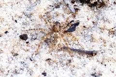 Allocosinae
