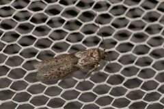 Blastobasis tanyptera