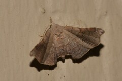 Esthlodora versicolor