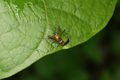 Cholomyia inaequipes