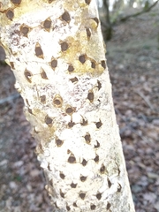 Biscogniauxia marginata