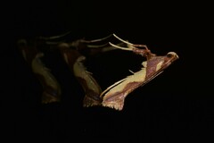 Caloptilia xanthopharella