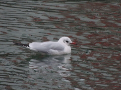 Chroicocephalus ridibundus