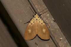 Asota iodamia