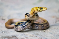 Coelognathus radiatus