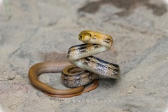Coelognathus radiatus