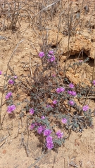 Drosanthemum ambiguum