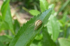 Larinia