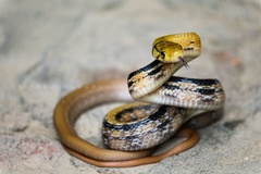 Coelognathus radiatus