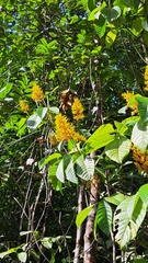 Palicourea guianensis
