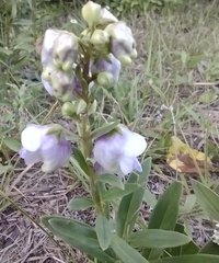Angelonia integerrima